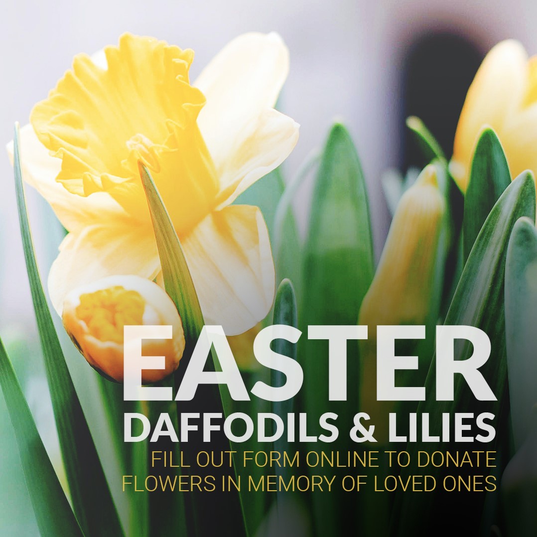 Easter Daffodils, Tulips & Lilies Hope Baptist Church
